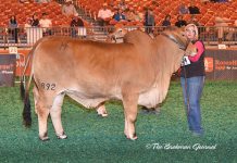 2017 Houston Results – Red Female Intermediate Division Class-12-Winner-&-Int-Champ