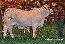 2017 Houston Results – Gray Female Junior Division