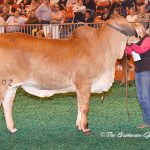 Class-15-Winner-&-Res-Junior-Champ