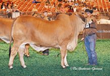 2017 Houston Results – Red Female Junior Division Class-17-Winner-&-Junior-Champ