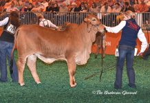 2017 Houston Results – Red Female Calf Division Class-2-Winner-&-Calf-Champ