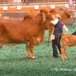 Class-21-Winner-&-Senior-Champ