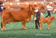 2017 Houston Results – Red Female Senior Division Class-21-Winner-&-Senior-Champ