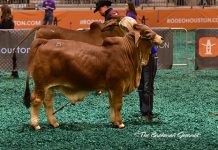 2017 Houston Results – Red Bull Calf Division Class-28-Winner-&-Reserve-Calf-Champ