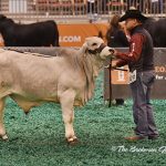 Class-28-Winner-&-Reserve-Calf-Champion