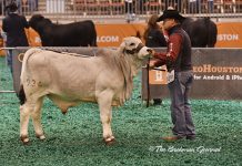 2017 Houston Results – Gray Bull Calf Division Class-28-Winner-&-Reserve-Calf-Champion
