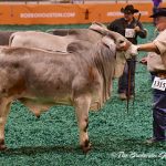 Class-29-Winner-&-Calf-Champion