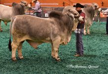 2017 Houston Results – Gray Bull Intermediate Division Class-37-Winner-&-Int-Champion