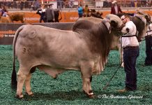 2017 Houston Results – Gray Bull Junior Division Class-42-Winner-&-Res-Junior-Champ