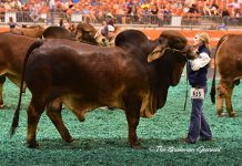2017 Houston Results – Red Bull Junior Division Class-43-Winner-&-Junior-Champ