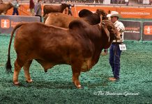 2017 Houston Results – Red Bull Senior Division Class-48-Winner-&-Senior-Champ