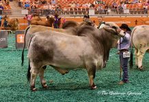 2017 Houston Results – Gray Bull Senior Division Class-48-Winner-&-Senior-Champ