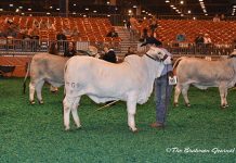 2017 Houston Results – Gray Female Senior Division