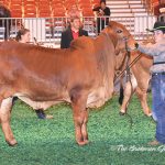 Class-6-Winner-&-Reserve-Calf-Champ
