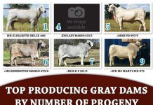 Top Producing Gray Dams by number of progeny FI 2020 Top Producing Gray Dams