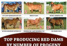 Top Producing Red Dams by number of progeny FI 2020 Top Producing Red Dams