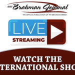 FI-2020-watch-international-show