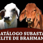 FI-AMCC-Suabsta-Elite-Brahman