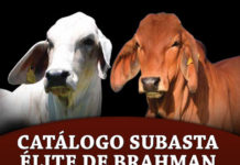 2019 Subasta Élite Catalog FI-AMCC-Suabsta-Elite-Brahman