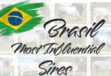 Brasil – Most Influential Sires