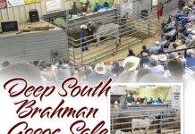 Deep South Brahman Association Sale