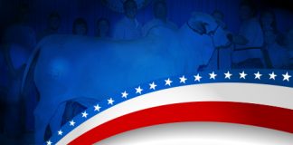 2017 All American – Gray Female Bred & Owned Show