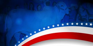 2017 All American – Gray Female Show