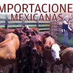 FI-Importaciones-Mexicanas