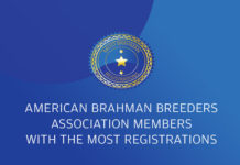 American Brahman Breeders Association Members with the Most Registrations