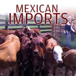 FI-Mexican-Imports