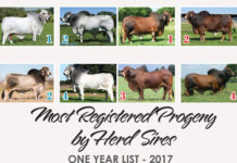 Most Registered Progeny by Herd Sires 2017