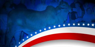 2017 All American – Red Female Bred & Owned Show