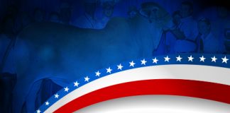 2017 All American – Red Female Show