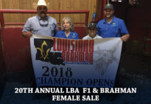 20th Annual LBA F1 & Brahman Female Sale FI-TBJ-20th-Annual-LBA--F1-&-Brahman