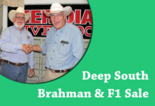 Deep South Brahman & F1 Sale FI-TBJ-Deep-South-Brahman-Sale