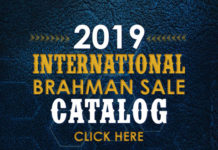 2019 Sale International Sale Catalog FI-TBJ-International-Sale-Catalog