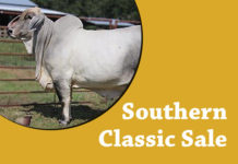 Southern Classic Sale FI-TBJ-Southern-Classic-Sale