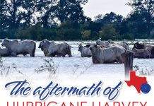 The Aftermath of Hurricane Harvey cattle-walking-water-aftermath-huricane-harvey