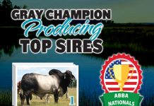 2017 ABBA Nationals – Top Champion Producing Gray Sires FI-gray-producing-top-sires