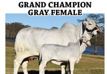 2017 Southwestern Exposition and Livestock Show FI-southwestern-tbj