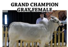 2016 Suwannee River Brahman Showdown FI-suwannee-tbj
