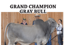 2017 Kissimmee Valley Livestock Show FI_2017-Kissimme-results