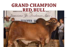 2016 Louisiana Junior Brahman Assoc. State Show FI_LJBA-Results-Pages