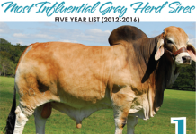 Most Influential Gray Herd Sires in the Last Five Years FI_TBJ-May-top-gray-bulls-1