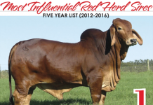 Most Influential Red Herd Sires in the Last Five Years FI_TBJ-May-top-gray-bulls-2