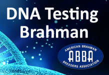 DNA-Testing Your Brahman
