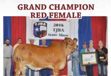 2016 Texas Junior Brahman Assoc. Owned Show