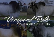 Vanguard Bulls 2016 & 2017 Inductees FI_vanguardBulls