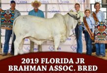 2019 Florida Jr Brahman Assoc. B&O State Show