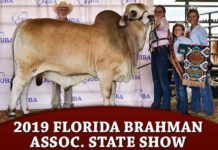 2019 Florida Jr Brahman Assoc. State Show